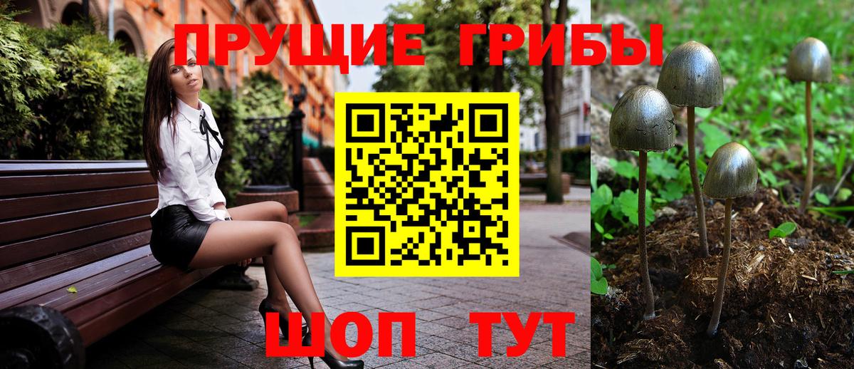 Курчатов  Псилоцибиновые грибы Psilocybe  Вход с VPN 